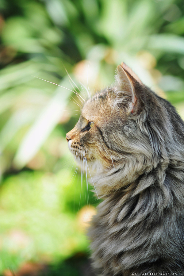 Portrait of a Fluffy