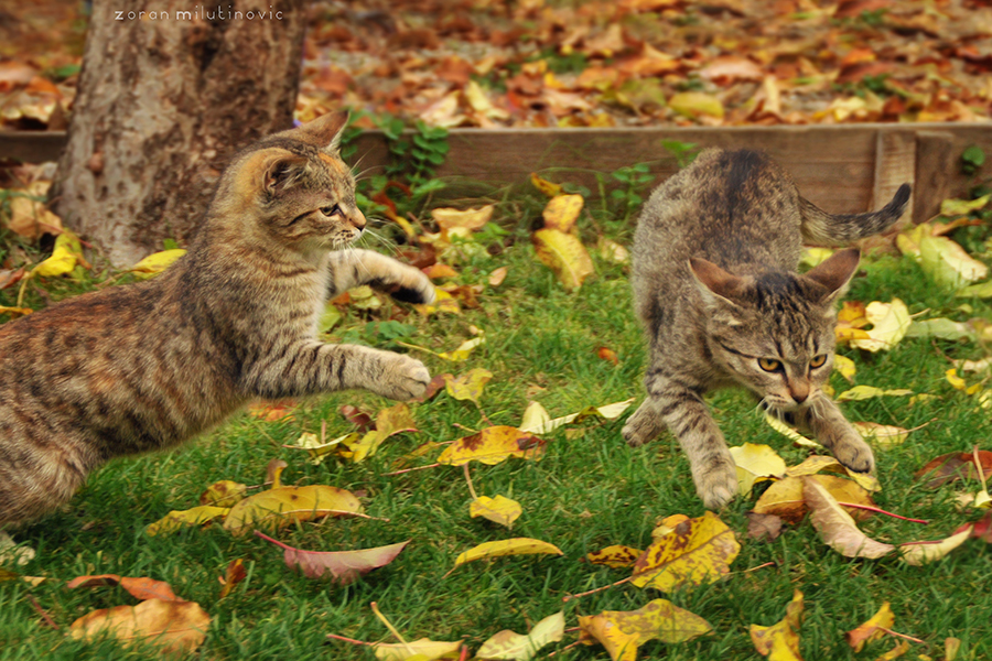 Jumping cats