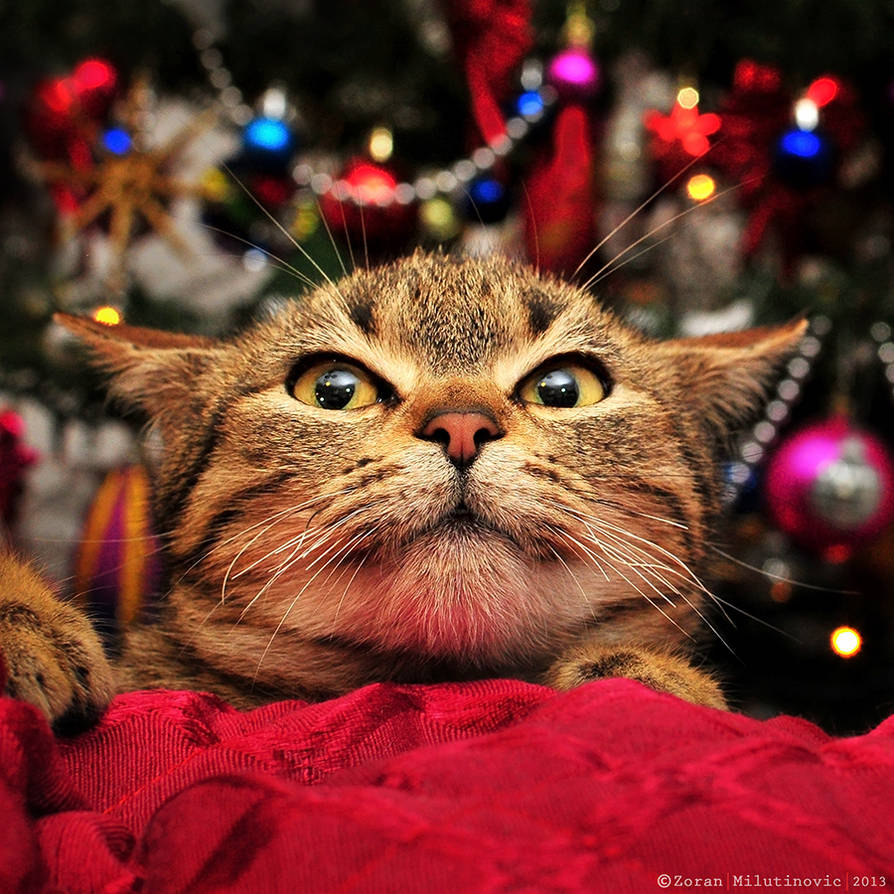 Scared of Christmas tree! by ZoranPhoto