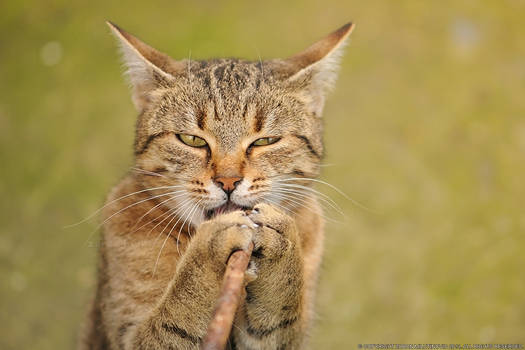 Singing cat