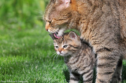 Bath time (mother's love)