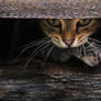 Fearless mother