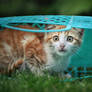 Surprised basket kitty