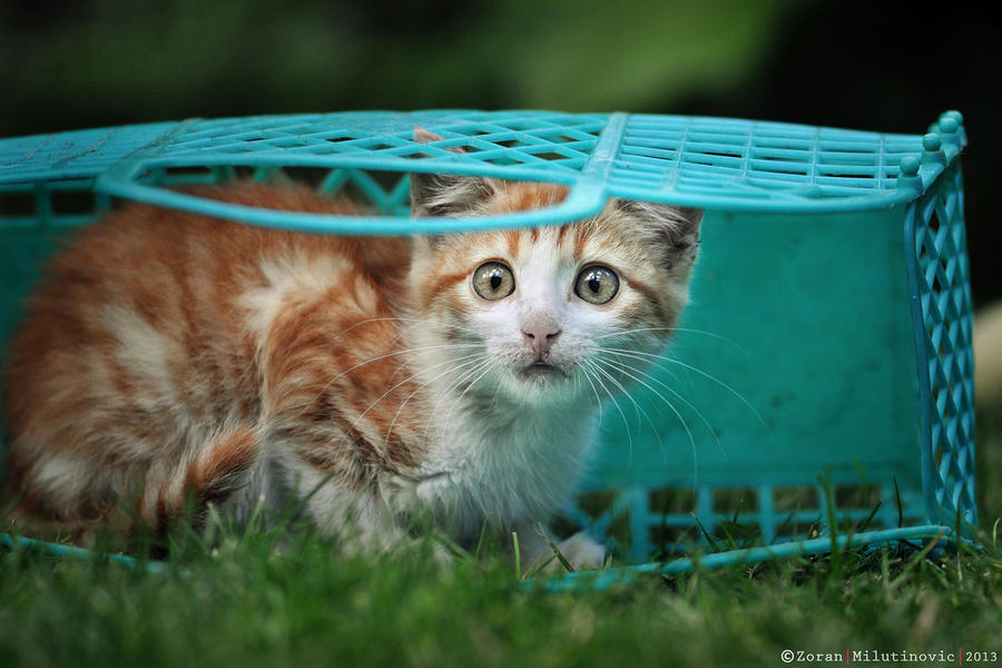 Surprised basket kitty