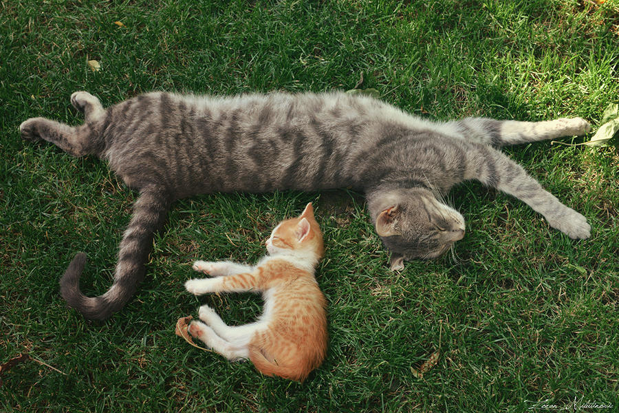 Total relaxation