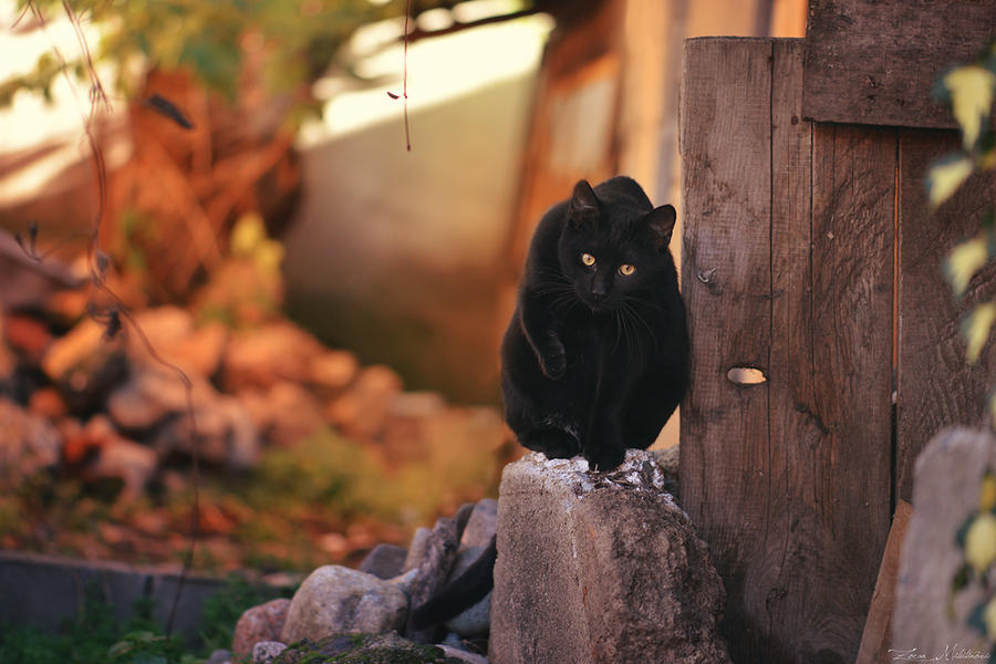 Black panther by ZoranPhoto