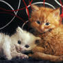 Furry fellas