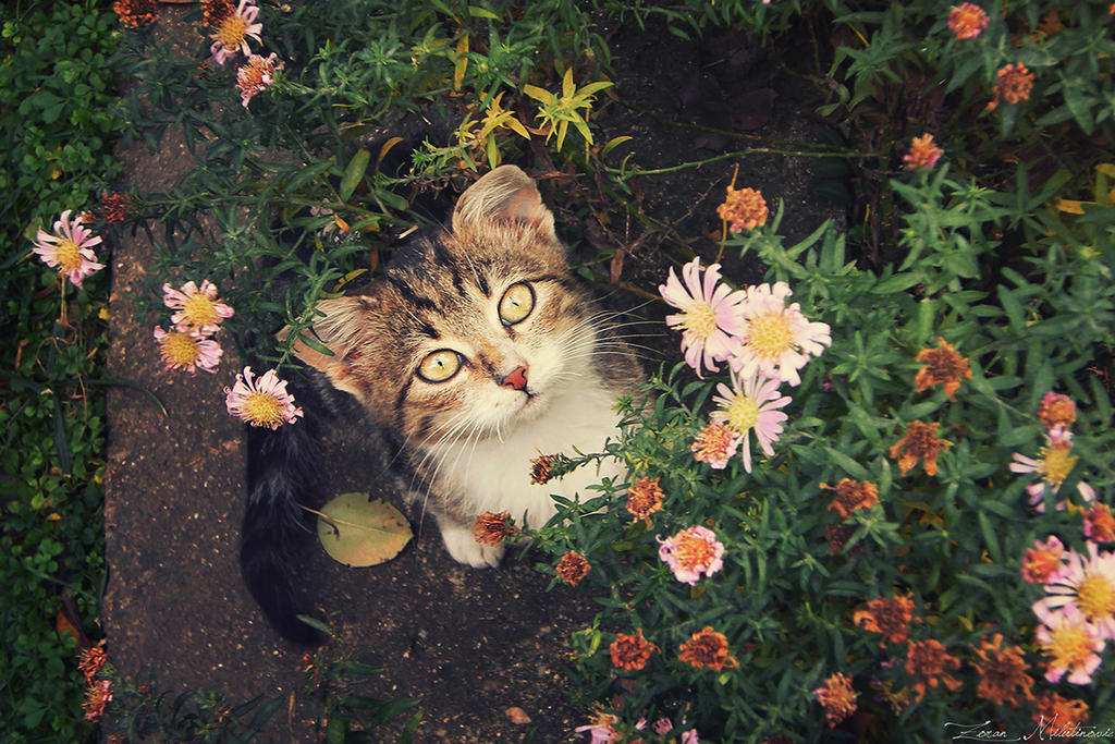 In the flowers by ZoranPhoto In the flowers by ZoranPhoto