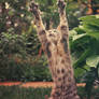 Paws up