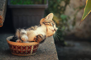 If It fits... I sits! by ZoranPhoto If It fits... I sits! by ZoranPhoto