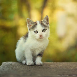 Little furball