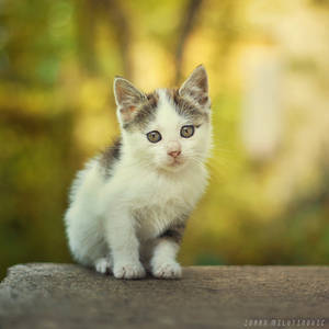 Little furball by ZoranPhoto