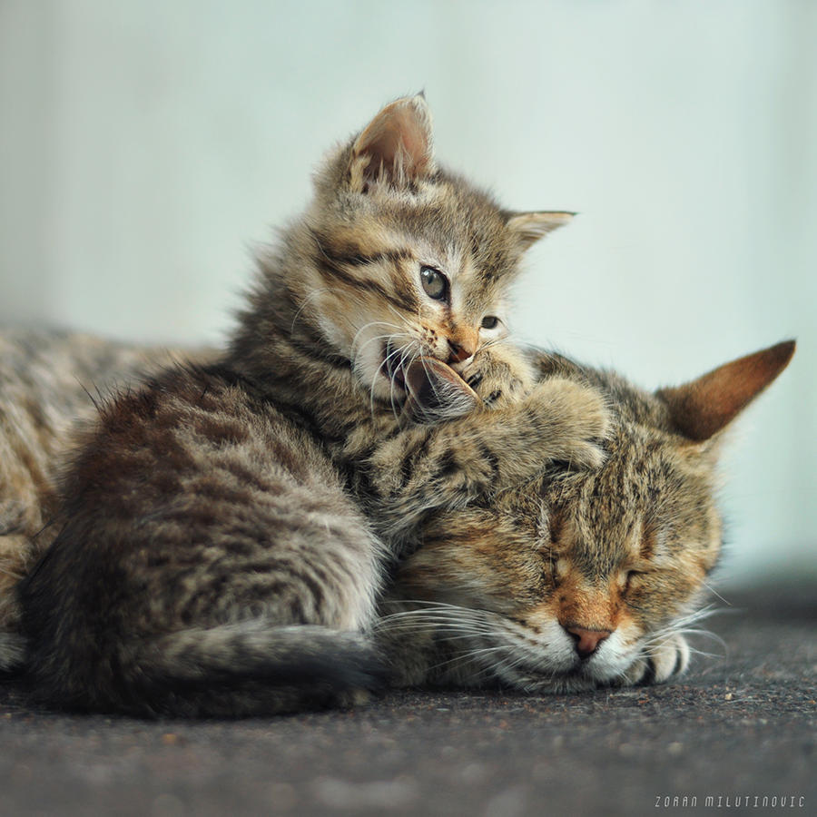 You're not yourself when you're hungry by ZoranPhoto on DeviantArt