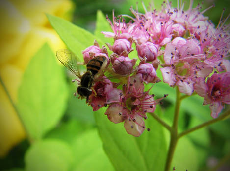 Busy Bees