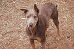 Smokie, My Fawn And Tan Kelpie. by Warbear777