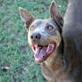 Smokie The Kelpie