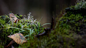 Autumn trumpet melody