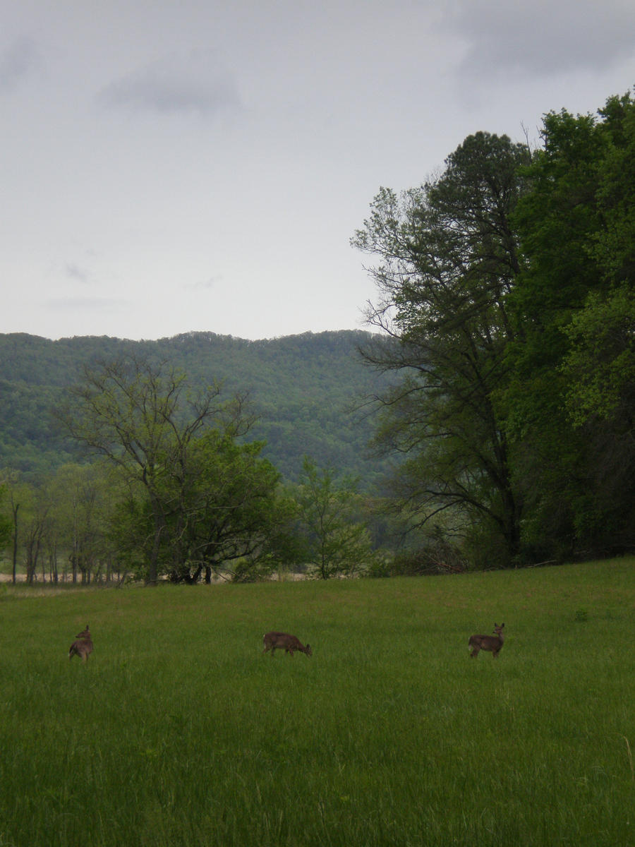 Cades Cove Deer 3