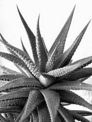 spikey plant