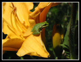 cute little froggy2