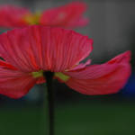 Remembering our Veterans by myrnajacobs