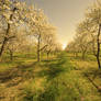 Spring Orchard