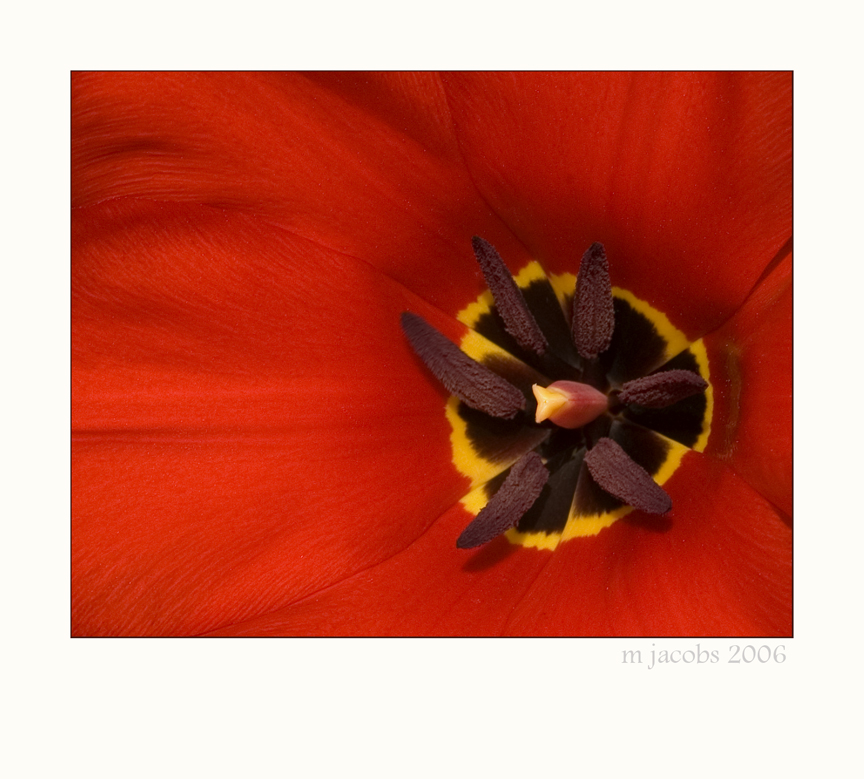 Red Tulip