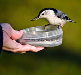 Feeding time