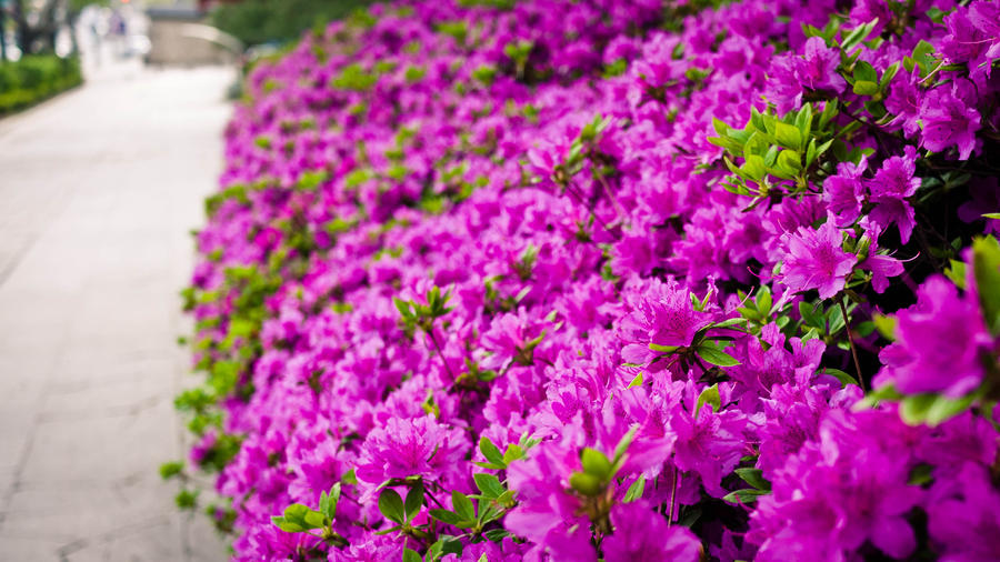 Flowers by the Road