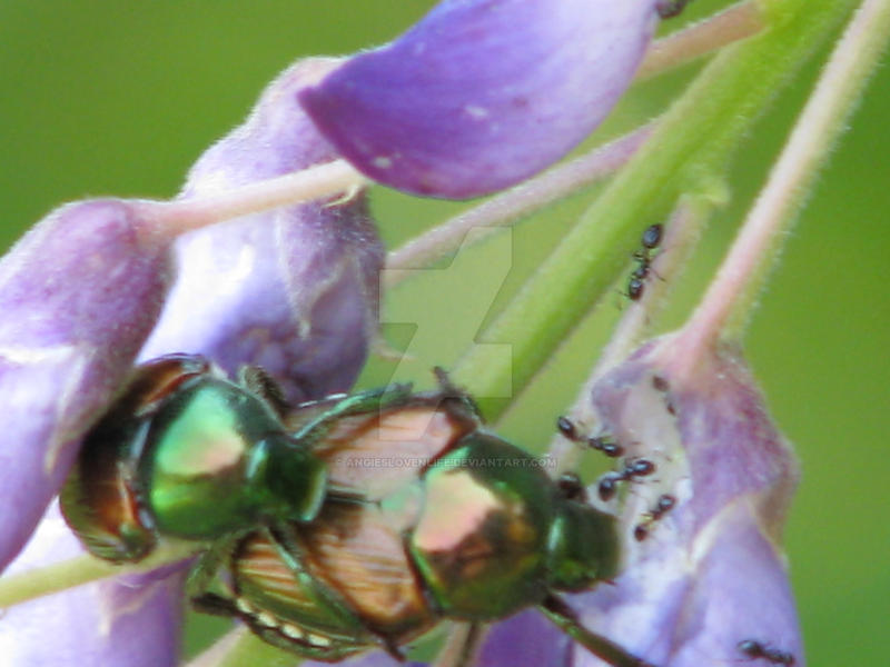 Insect Hug June Bug Hug by angieslovenlife on DeviantArt