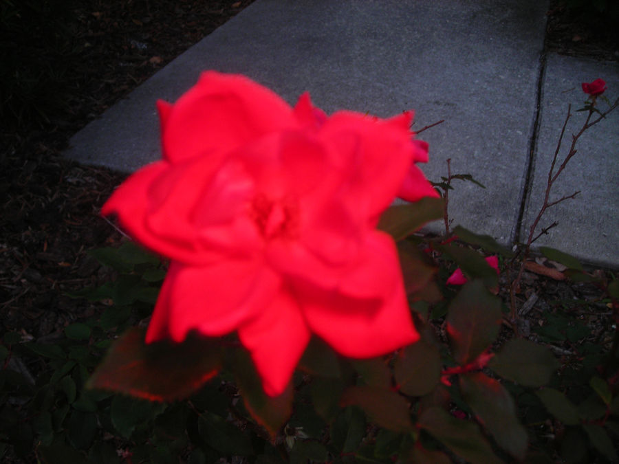 Blood Stained Rose by SolarWolf31 on DeviantArt