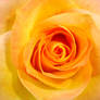 Yellow Rose 1