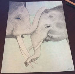 Elephants