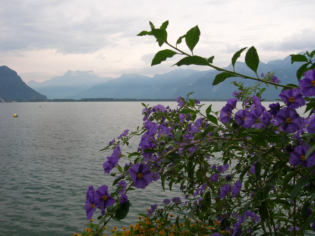 Lago di Ginevra - Lac Leman