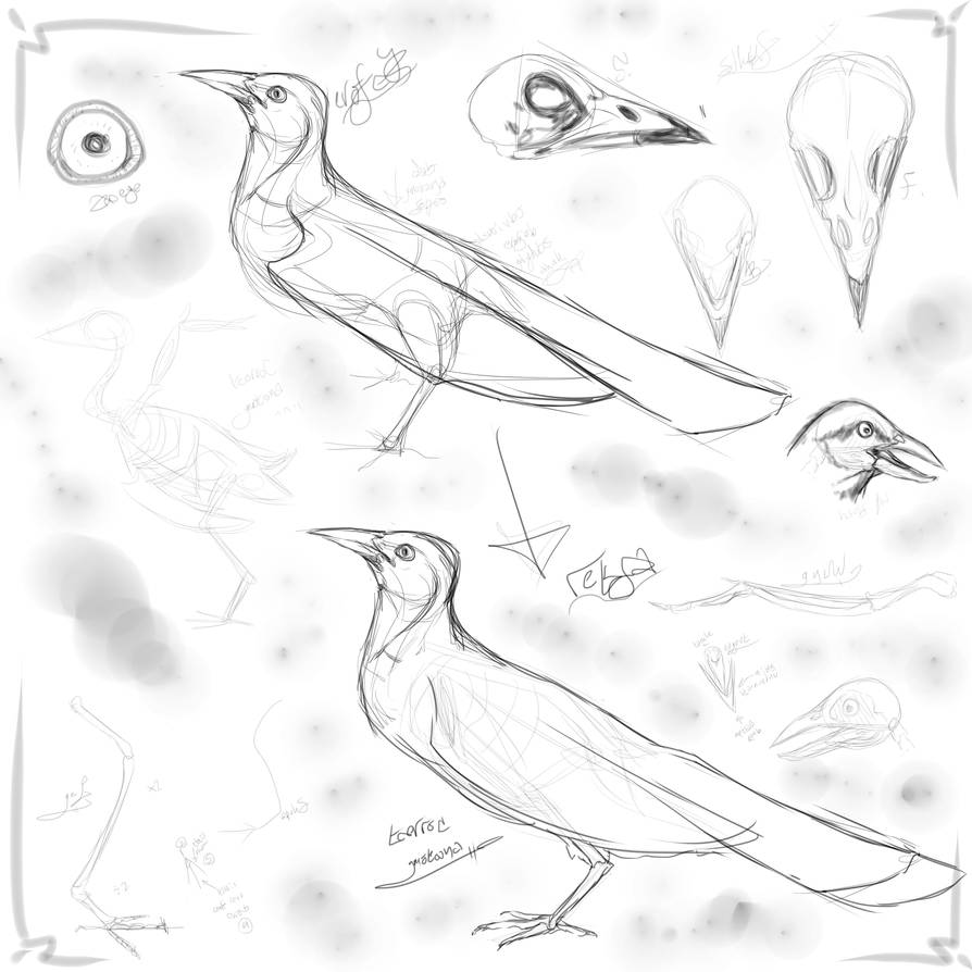 Bird Anatomy Study By Gay Aliens On Deviantart Bird Anatomy Study By Gay Aliens On Deviantart