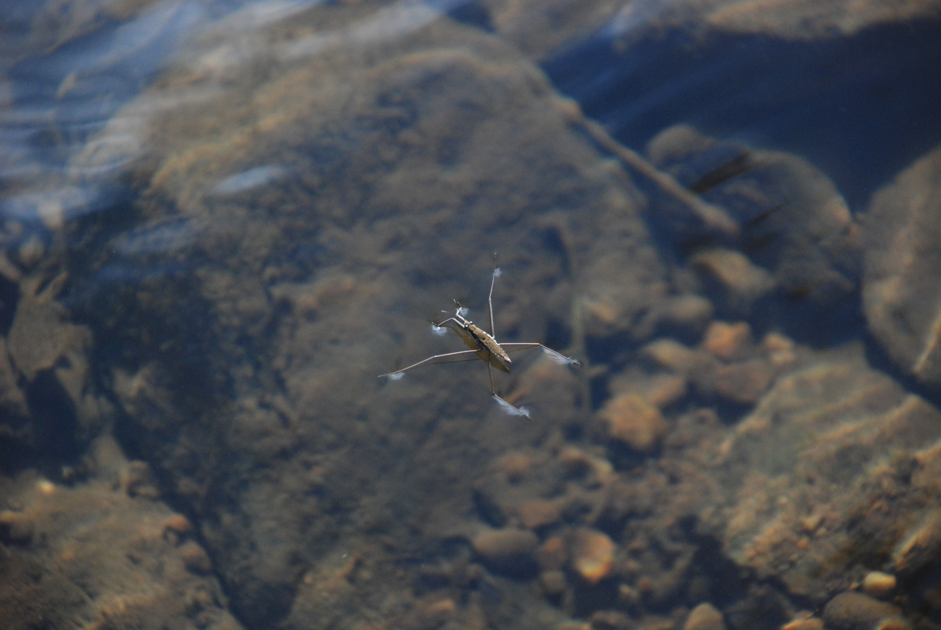 Water Strider 1