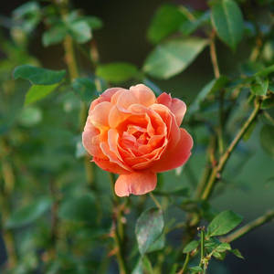 Deep Cut Peach Rose