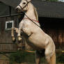 Andalusian Horse Stock Image