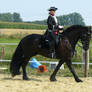 baroque frisian in action