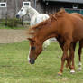 Horse stock image - walking