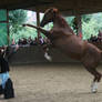 horse performance 02