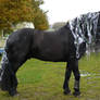 Halloween horse stock frisian