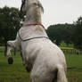 Andalusian Horse rearing