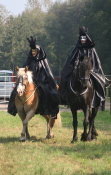 Riding stock frisian and haflinger