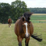 horses in the wind