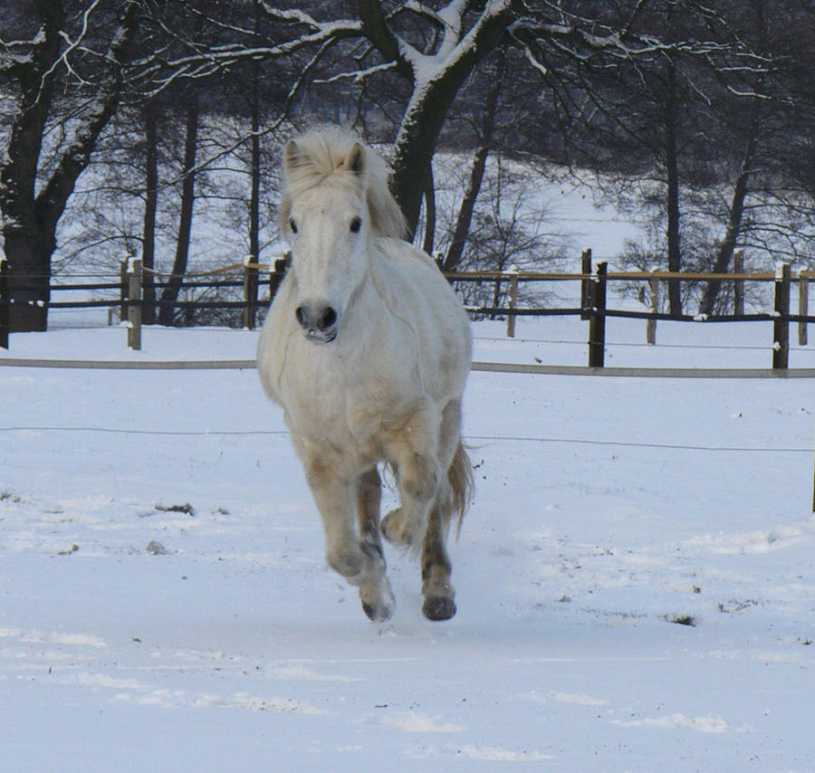 white iceland pony galloping in the snow