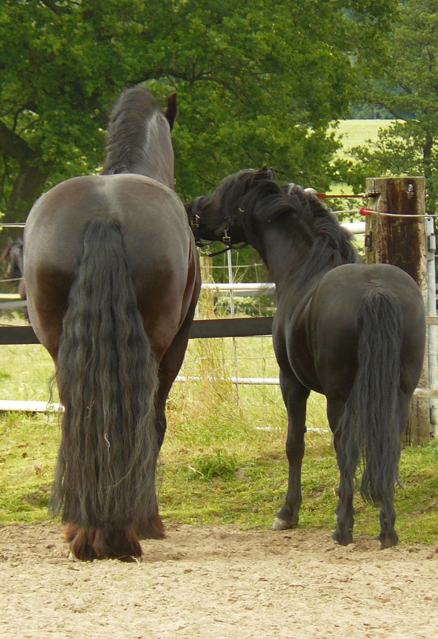 horses frisian and pony