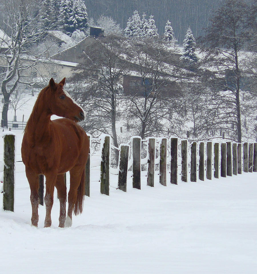 horse in the snow