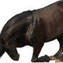 friesian stock image png