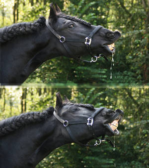 flehmender Friese - frisian horse